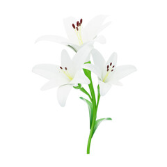 3D White Lily Flower Model Three Blossoms. 3d illustration, 3d element, 3d rendering. 3d visualization isolated on a transparent background