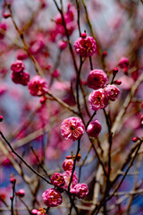 るるパークの紅梅