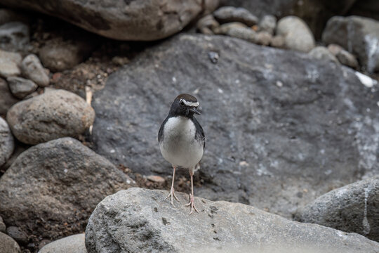 The Sundanese forktail is a type of water bird that usually lives in high mountain areas with cool climates. The photo depicts the Sundanese forktail bird enjoying the beauty of nature and looking for