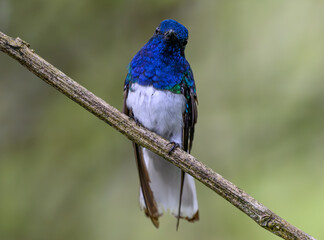 A Beautiful White-necked Jacobin Perched in a Branch