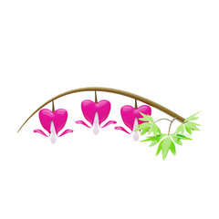 3D Bleeding Heart Flower Model Three Delicate Blooms. 3d illustration, 3d element, 3d rendering. 3d visualization isolated on a transparent background