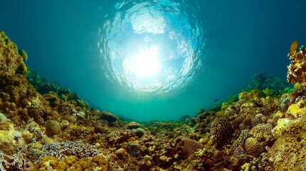 Fototapeta na wymiar Reef and beautiful fish. Underwater life in the ocean. Coral garden underwater.