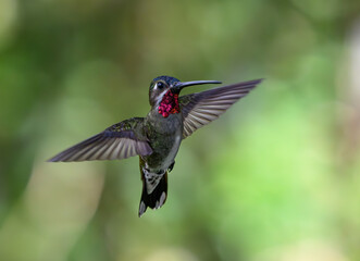 Long-billed Starthroat in flight