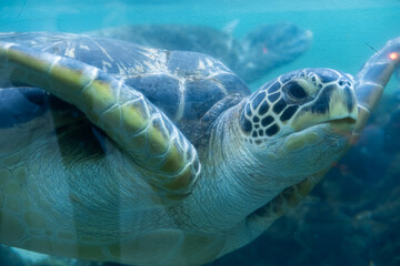 close up of sea turtle