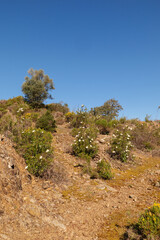 Blühender Ginster und Zistrosen, Cistus im Frühling auf dem Camino Via de la Plata zwischen Guillana und Castilblanco Provinz Sevilla, Andalusien, Spanien auf dem Weg nach Santiago de Compostela