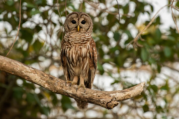 A Beautiful Barred Owl Perched on a Branch