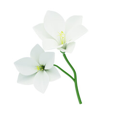 Naklejka na ściany i meble 3D Freesia Flower With Two Blossoms. 3d illustration, 3d element, 3d rendering. 3d visualization isolated on a transparent background