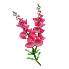 3D Foxglove Flower Model Elegant Bell Shaped Blooms. 3d illustration, 3d element, 3d rendering. 3d visualization isolated on a transparent background