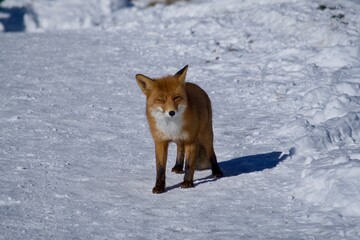 red fox in snow, Piatra Craiului Mountains, Romania