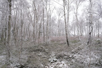Winterlicher Wald