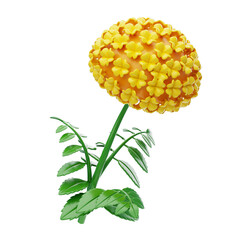 3D Marigold Flower Model With Vibrant Yellow Bloom. 3d illustration, 3d element, 3d rendering. 3d visualization isolated on a transparent background
