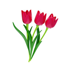 3D Pink Tulip Flower Model Three Blossoms. 3d illustration, 3d element, 3d rendering. 3d visualization isolated on a transparent background