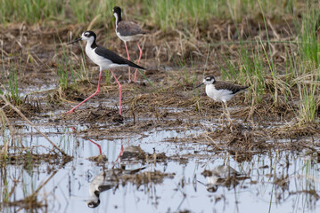 Black-necked Stilt Family on a Shoreline