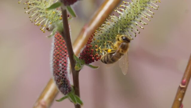 Honey bee gathering pollen from purple willow tree flowers in early spring