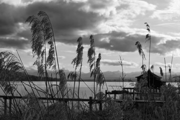 Lake Ammersee and the Bavarian Mountains, reeds and boathouses, focus on foreground, black and...