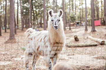 Obraz premium A Llama at a rescue farm in Florida waiting for their treats.