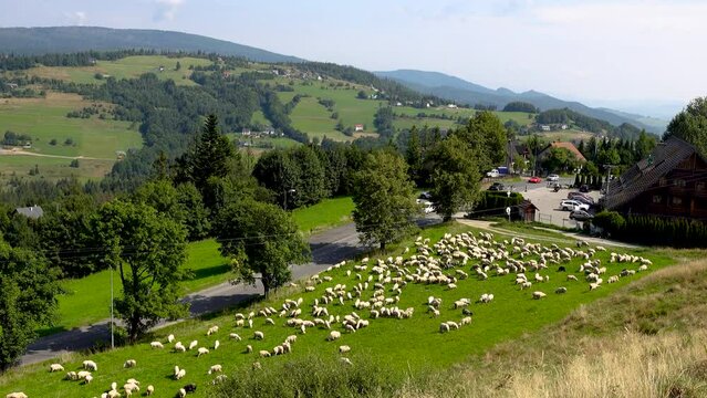 flock of sheep with bluebells grazing near Ochodzita mountain, Koniakow, Poland