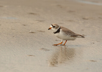 Adorable Piping Plover on the Gulf Coast Beach