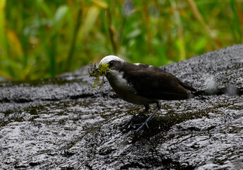 An Adorable White-capped Dipper Gathering Nesting MAterials near an Ecuadorian Stream