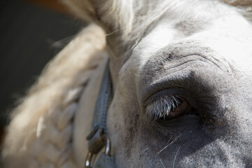 まつげの長い三つ編みの白い馬