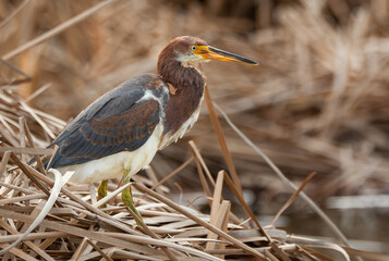 A Young and Vibrant Tricolored Heron in the March