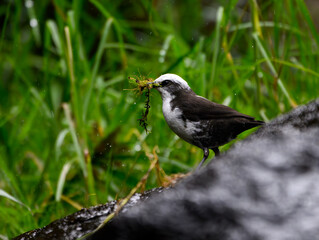 An Adorable White-capped Dipper Gathering Nesting MAterials near an Ecuadorian Stream