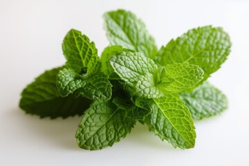 Vibrant cluster of fresh mint leaves showcased prominently against a stark white background, highlighting the detailed texture of the foliage