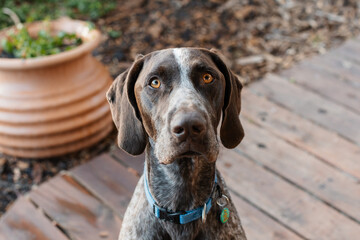Close-up of a German Shorthaired Pointer purebred dog looking at the camera