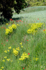 The serrated spurge (Euphorbia serrata) together with poppies in a field