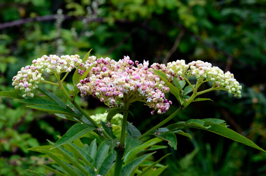 Leaves and flowers of danewort (Sambucus ebulus)