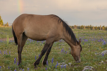 Wild Horse in the Pryor Mountains Montana in Summer