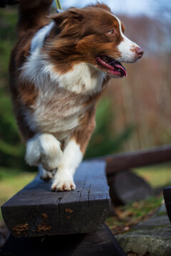 
Australian Shepherd dog red tricolor 