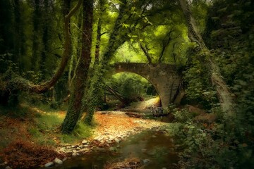 old forest 