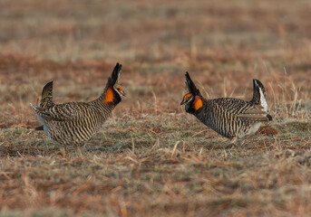 Greater Prairie-chicken on a Lek in Colorado