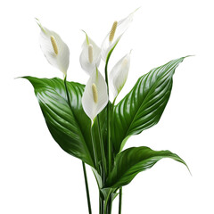 Obraz premium Peace Lily flower isolated on transparent background