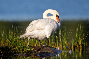 Mute swan on a rock © Johan