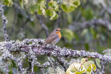 robin on branch