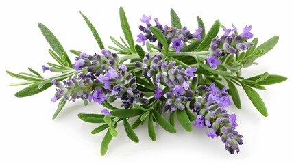 Fototapeta premium Lavender Sprig with Leaves, a Symbol of Serenity