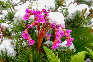 Snow covered blooming bergenia rotblum