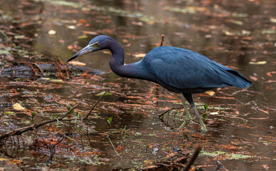 Little Blue Heron Hunting in a Lagoon