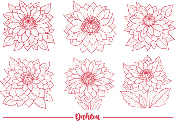 Dahlia flower set coloring page and outline vector
