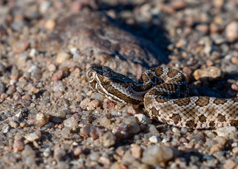 Prairie rattlesnake 