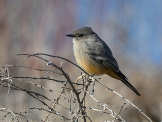 A Beautiful Say's Phoebe Perched in a Bush on a Springtime Morning