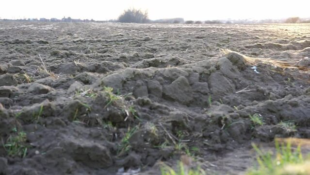 large field of black soil plowed