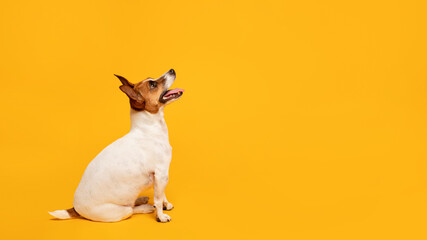 Jack Russell Terrier sits attentively against yellow backdrop, free space