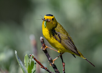 A Wilson's Warbler Fledgling catches a Meal