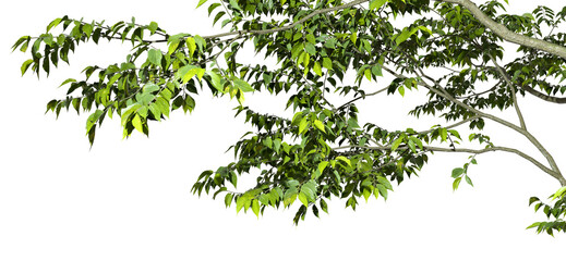 Green forest tree branches elements on transparent backgrounds 3d illustration png © Krit