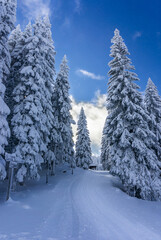Beautiful snowy mountain landscape with pine trees