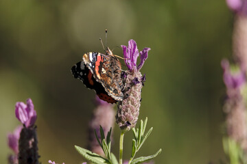 Vanessa atalanta, Vulcana o almirante rojo 