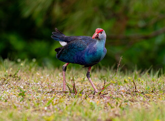 A Beautiful Purple Gallinule Roaming the Grassy Shoreline of a Florida Swamp